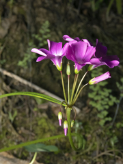 Oxalis arenaria