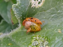 Henosepilachna argus