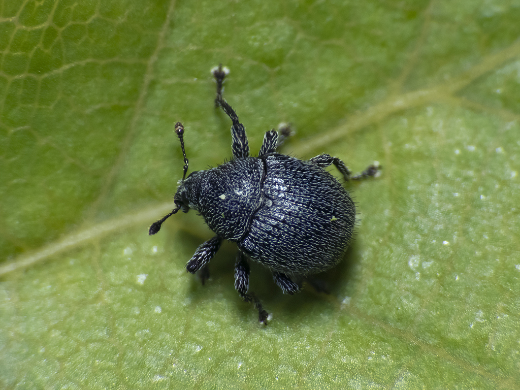 Sphaeriopoeini