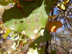 Polystepha pustuloides