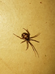 Steatoda triangulosa