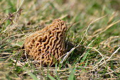 Morchella steppicola