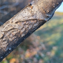 Phaeocalicium curtisii