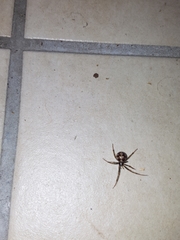 Steatoda triangulosa