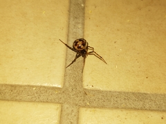 Steatoda triangulosa