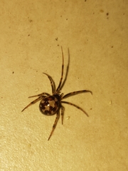 Steatoda triangulosa