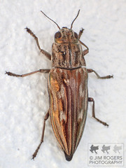 Chalcophora georgiana