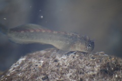 Istiblennius