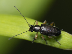 Psathyrocerus