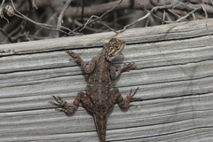 Agama picticauda image