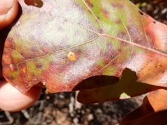 Polystepha pustuloides