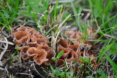 Stromatinia rapulum