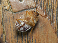 Phytholaema mutabilis