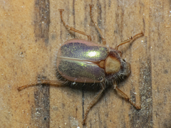 Phytholaema mutabilis