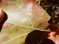 Polystepha pustuloides