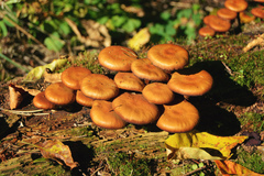 Kuehneromyces mutabilis