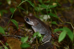 Leptobrachium hasseltii