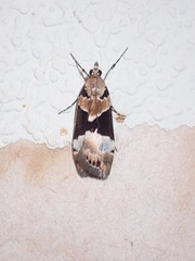 Eudonia aspidota