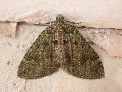 Austrocidaria callichlora