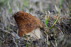 Morchella steppicola
