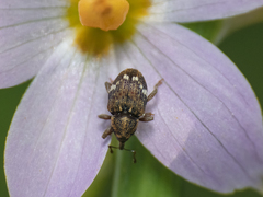 Eucalus tessellatus