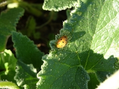 Henosepilachna argus