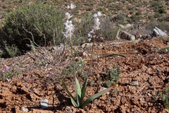 Ixia marginifolia