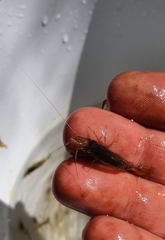 Paratya curvirostris