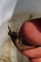 Paratya curvirostris