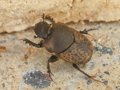 Onthophagus fracticornis