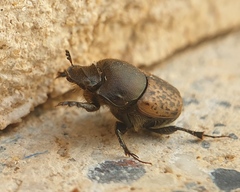 Onthophagus fracticornis