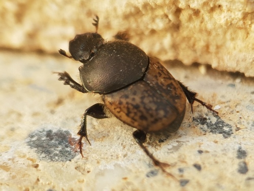 Onthophagus opacicollis