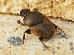 Onthophagus fracticornis