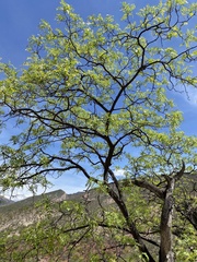 Schinopsis lorentzii