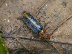 Hylodanacaea marginipennis