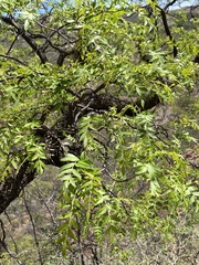 Schinopsis lorentzii