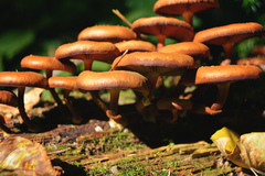 Kuehneromyces mutabilis