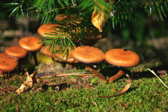 Kuehneromyces mutabilis