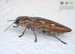 Chalcophora georgiana