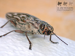 Chalcophora georgiana