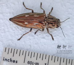 Chalcophora georgiana