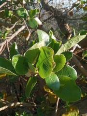 Ficus glumosa