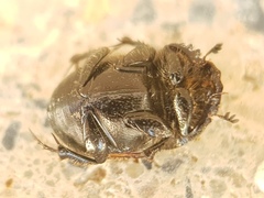 Onthophagus fracticornis