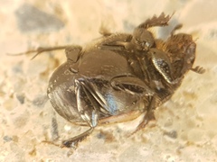 Onthophagus fracticornis