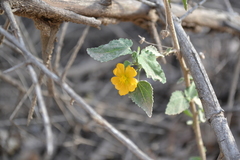 Pseudabutilon
