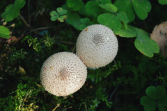 Lycoperdon perlatum