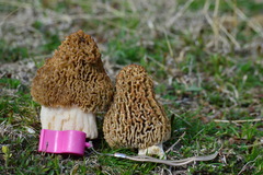 Morchella steppicola