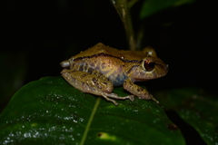 Pristimantis laticlavius