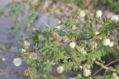 Mimosa farinosa
