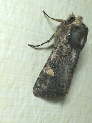 Dryobota labecula